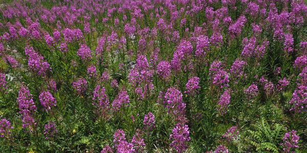 Close-up of fresh purple flowers blooming in field