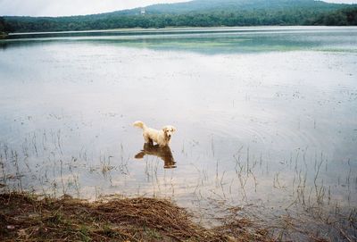 Dog running in water