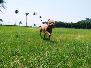Dogs in a field