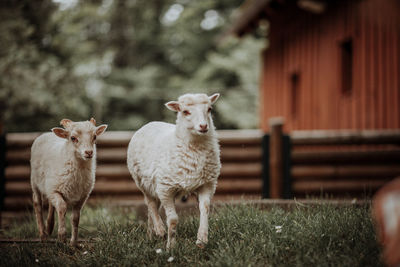 Sheep running on grassy field