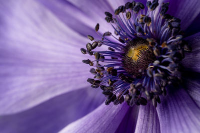 Close-up of purple flower