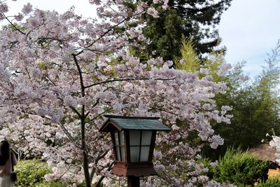 Low angle view of cherry blossoms against trees