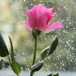 Close-up of wet pink flower