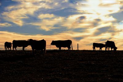 Cows on field against sky