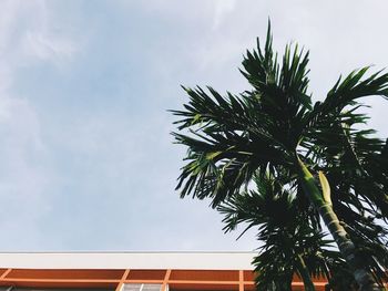 Low angle view of palm tree against sky