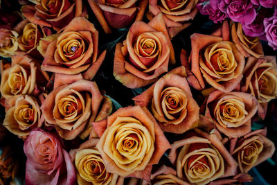Full frame shot of roses