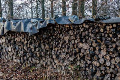 Stack of logs in forest