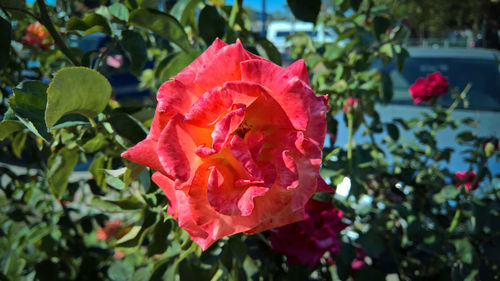 Close-up of pink rose