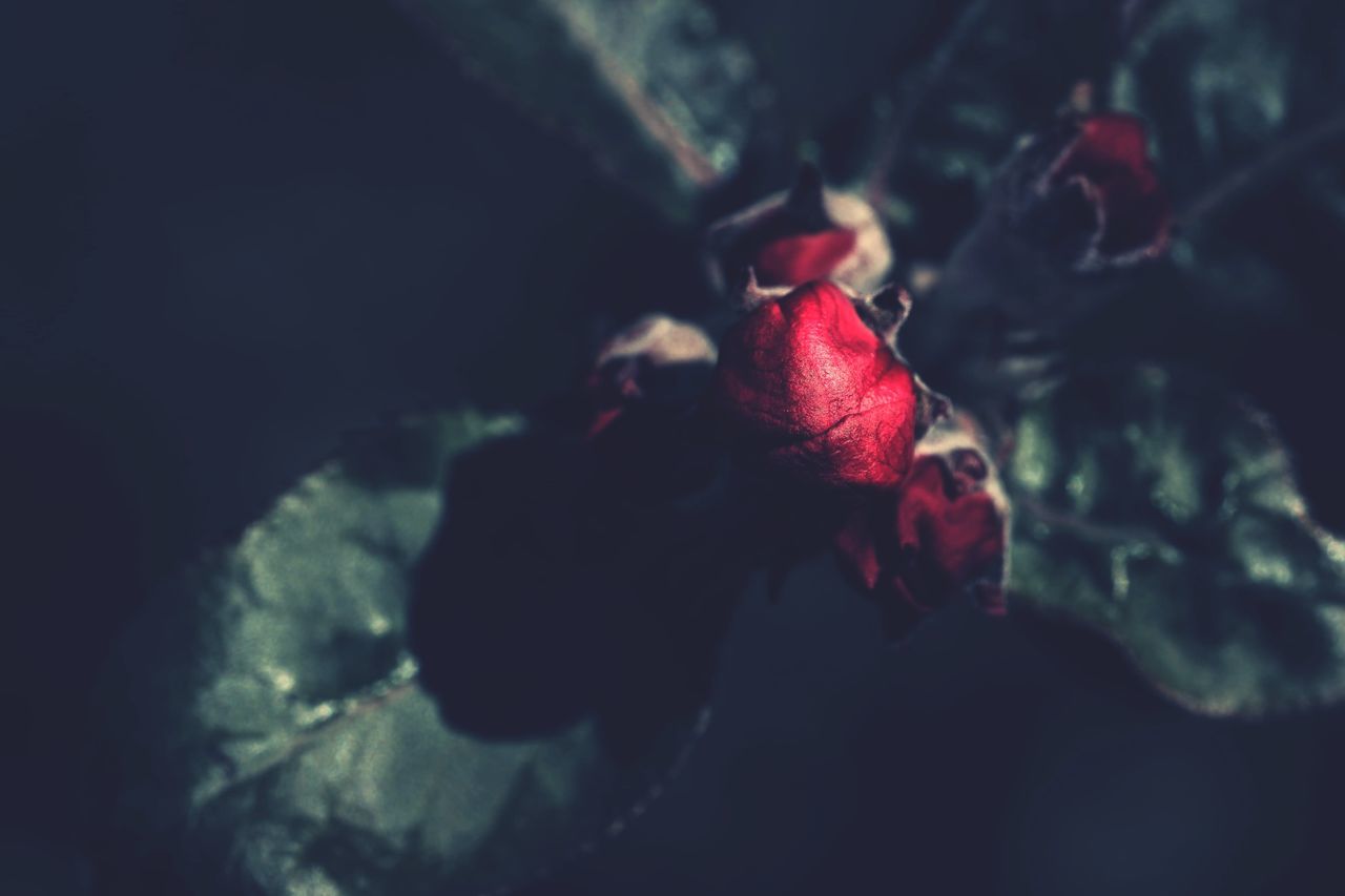 CLOSE-UP OF RED ROSE AGAINST BLACK AND WHITE