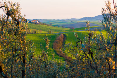 Scenic view of vineyard against sky