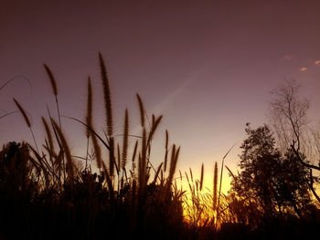 Close-up of silhouette grass against sky during sunset