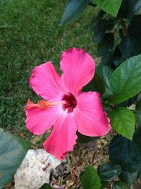 Close-up of pink flower