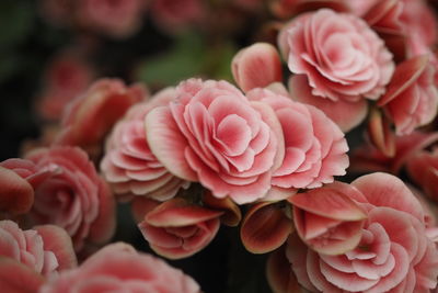 Close-up of pink roses