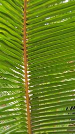 Close-up of palm leaf