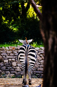 Rear view of horse standing against trees