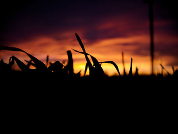 Silhouette plants on field against orange sky