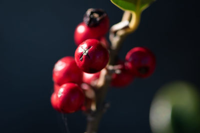 Close-up of red berries against black background
