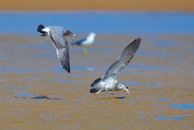 Seagulls flying over sea