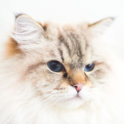 Close-up portrait of a cat