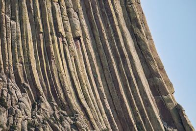 Low angle view of trees on rock