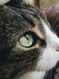 Close-up portrait of a dog