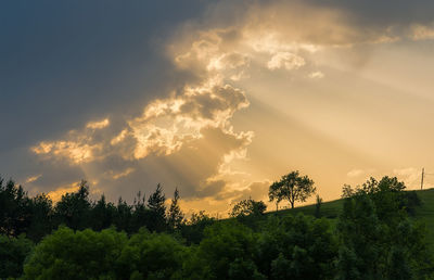Low angle view of trees against sky during sunset