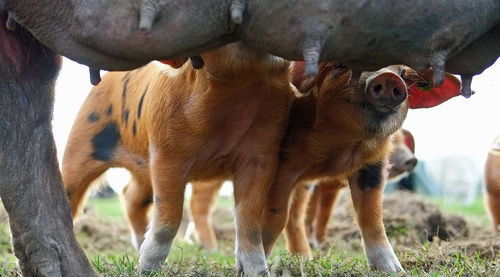 Pig by piglets on grassy field 