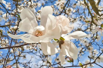 Low angle view of white cherry blossom