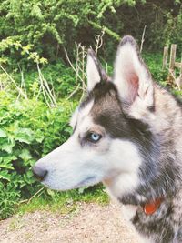 Close-up of dog