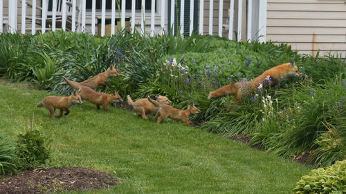 View of a dog in backyard