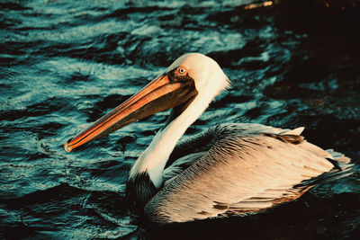 Close-up of pelican