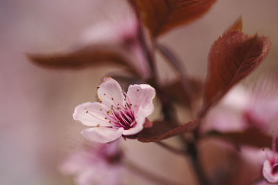 Close-up of pink cherry blossom