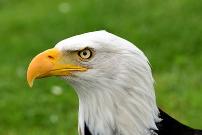 Close-up of eagle against blurred background