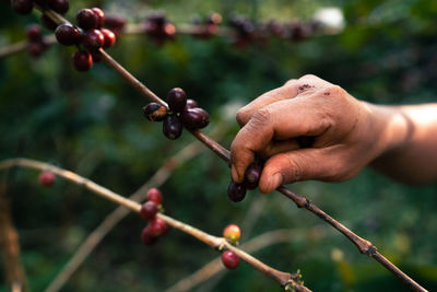 Close-up of hand holding leaf