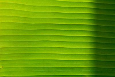 Full frame shot of palm leaf