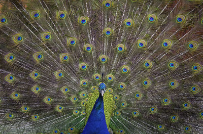Close-up portrait of peacock