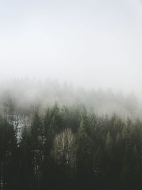 Trees on landscape against sky
