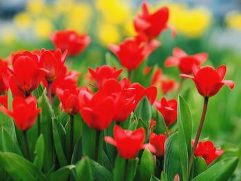 Close-up of red flower