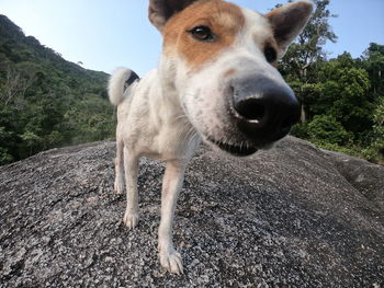 Close-up portrait of a dog on dirt road