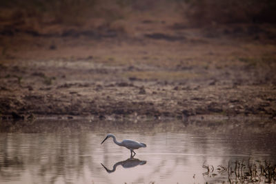 View of birds in lake