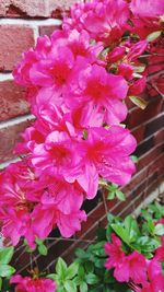 Close-up of pink flowers