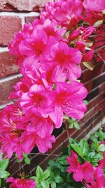 Close-up of pink flowers