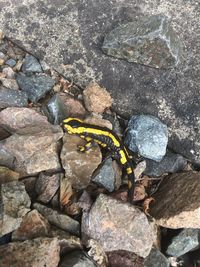 High angle view of insect on rock