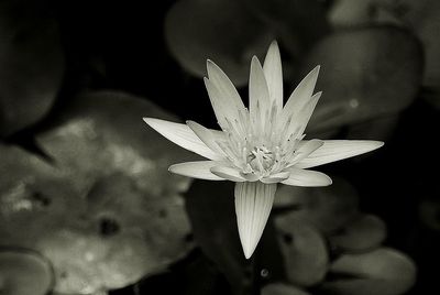 Close-up of water lily blooming outdoors