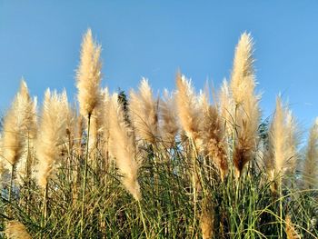 Wheat growing on field against blue sky
