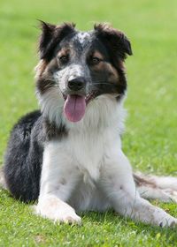 Close-up of dog sticking out tongue