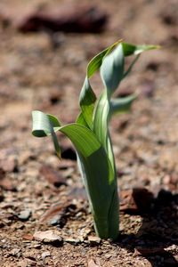 Close-up of green leaf on field