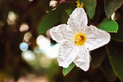 Close-up of flower blooming outdoors