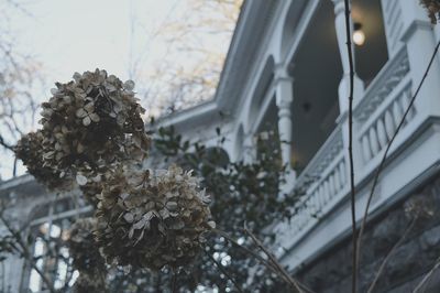 Close-up of plant against blurred background