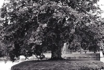 Trees in park